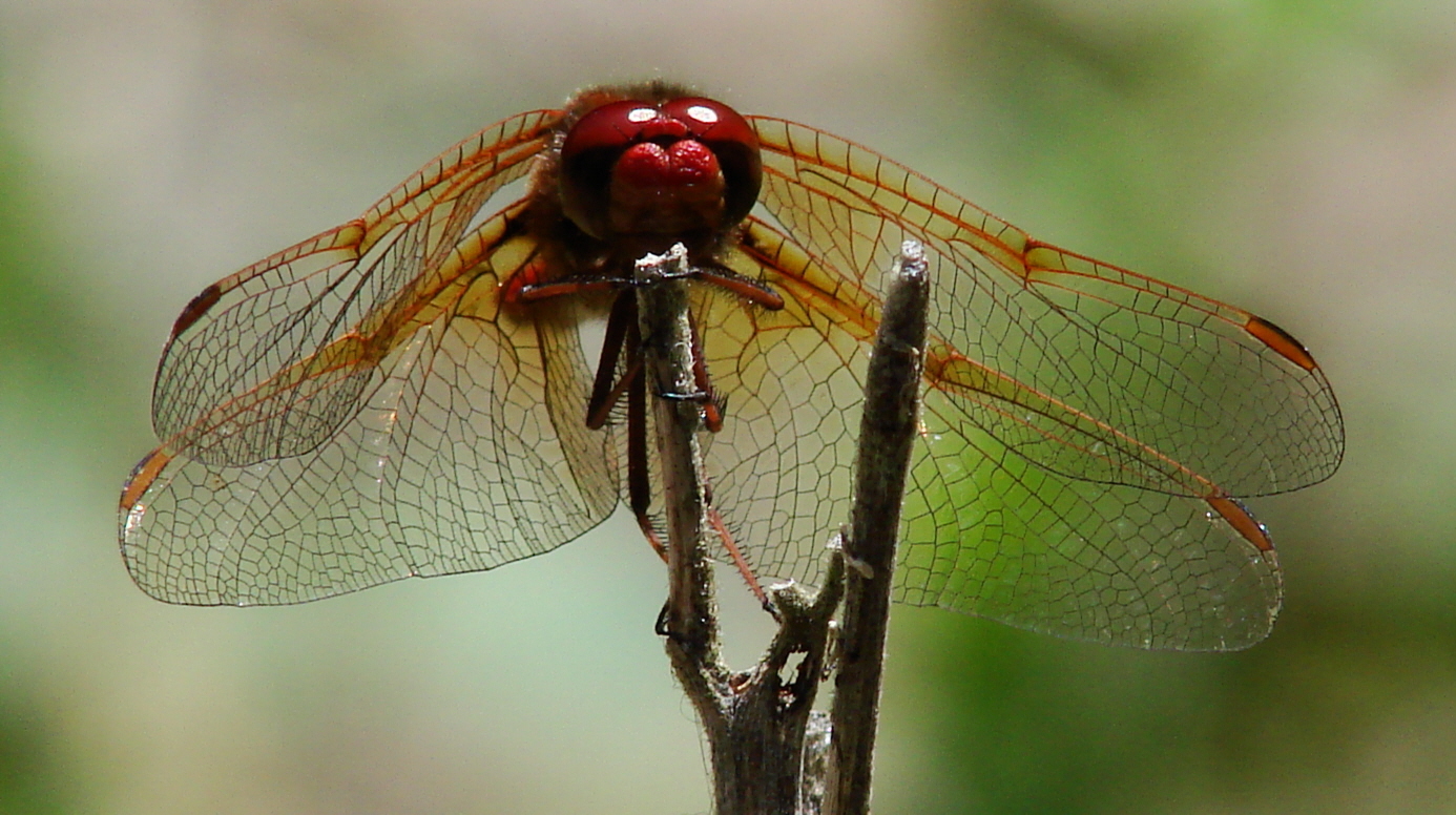 Dragonfly