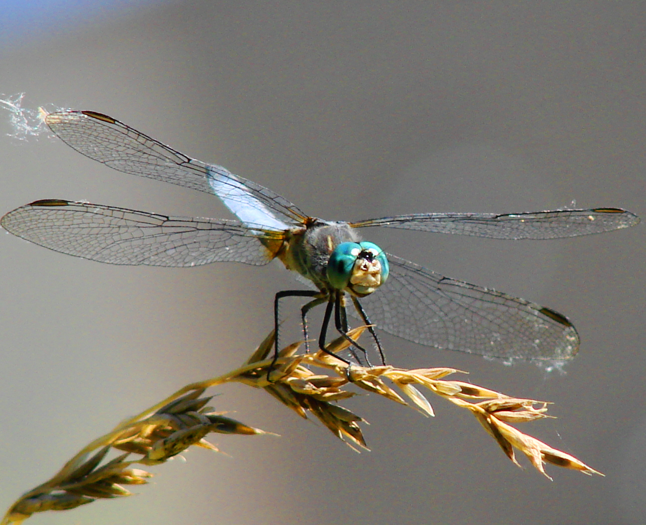 Dragonfly