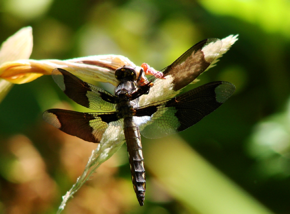 Dragonfly