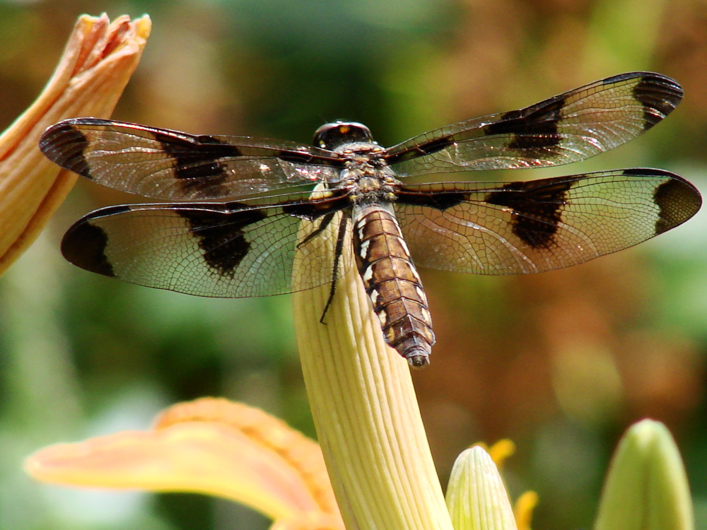 Dragonfly