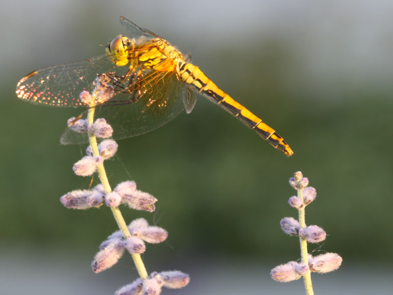 Dragonfly