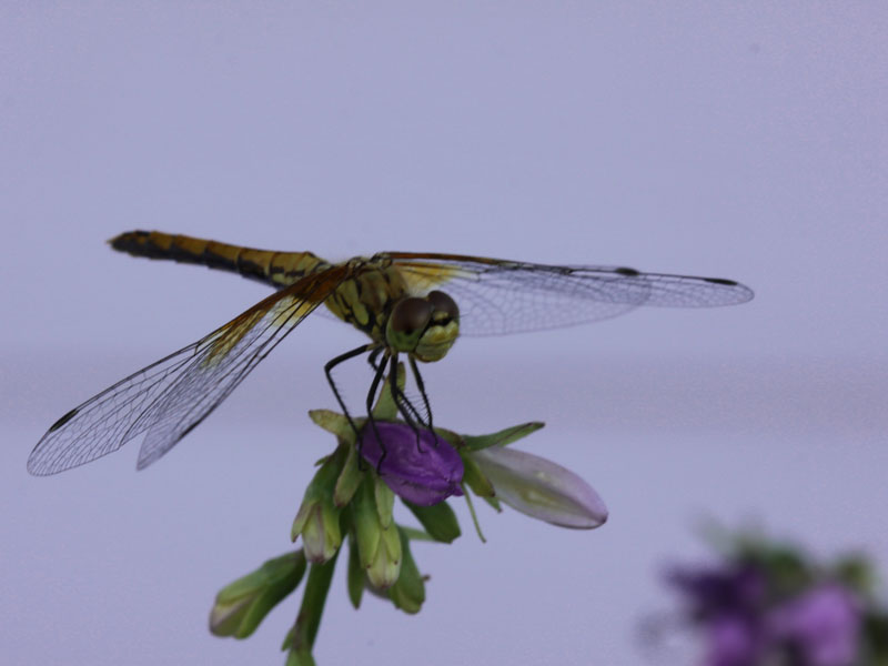 Dragonfly