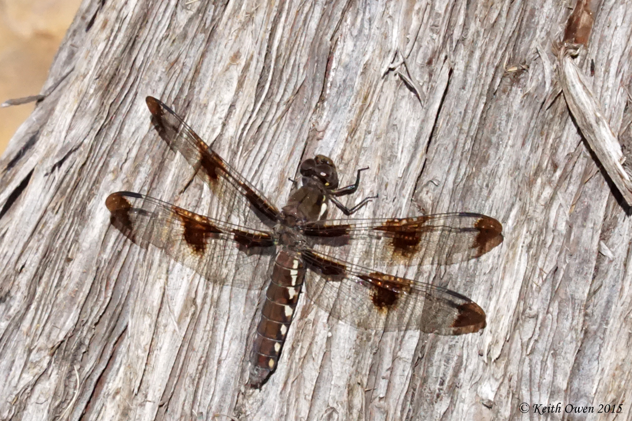 Dragonfly