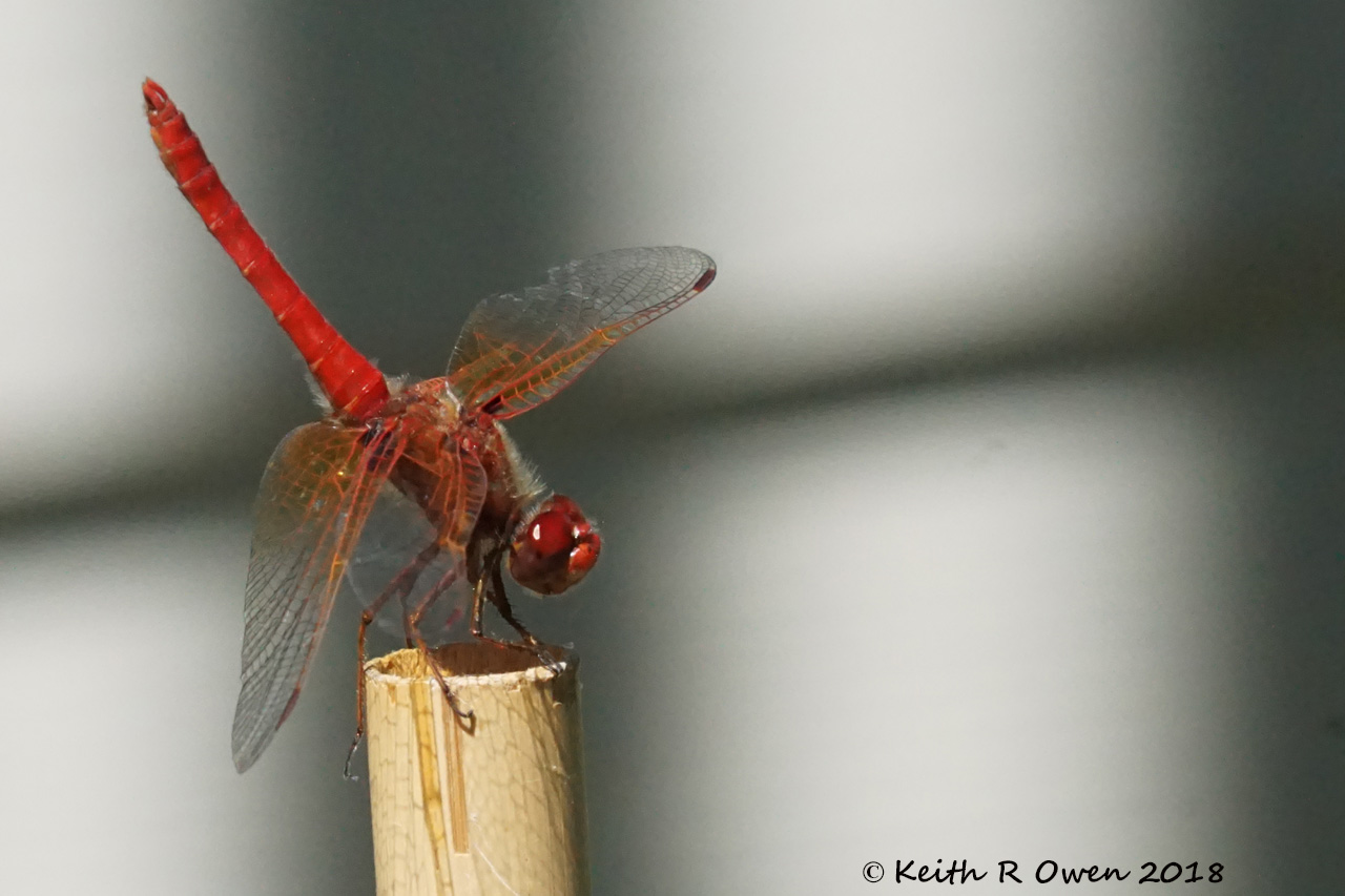 Dragonfly