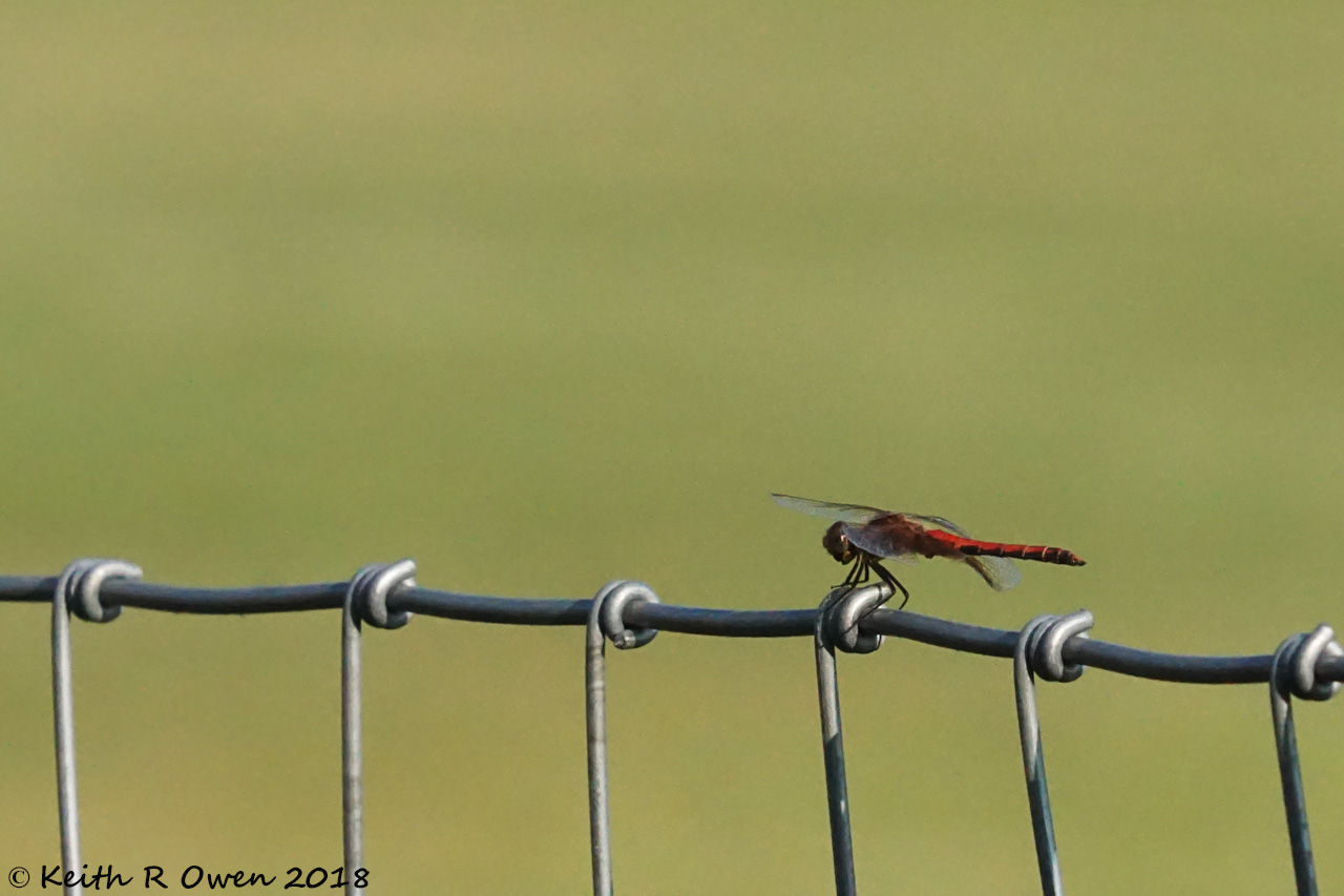 Dragonfly