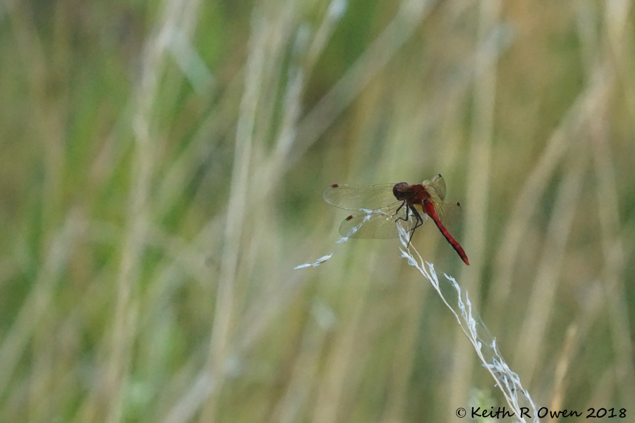Dragonfly