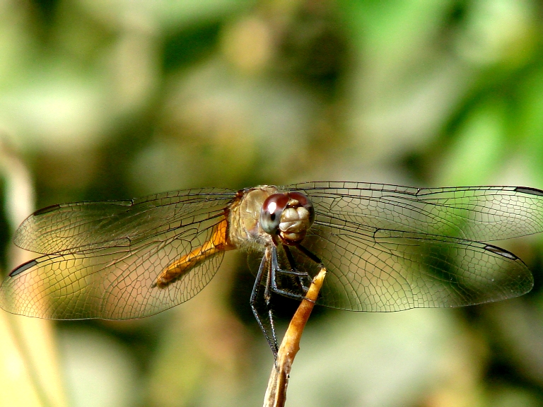 Dragonfly