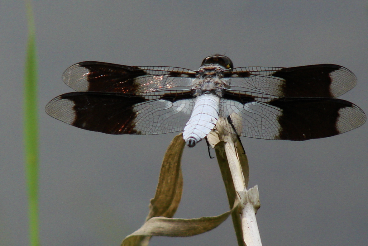 Dragonfly