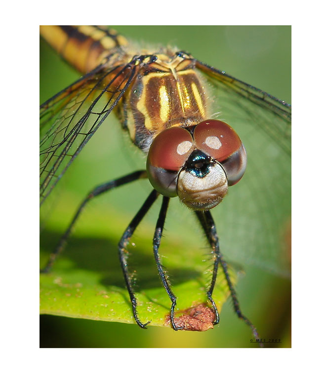 Dragonfly