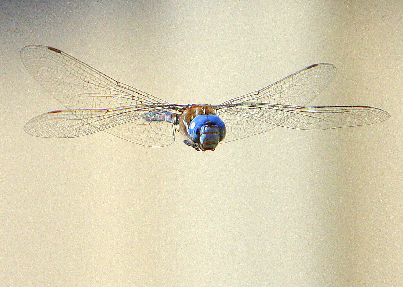 dragonfly_536