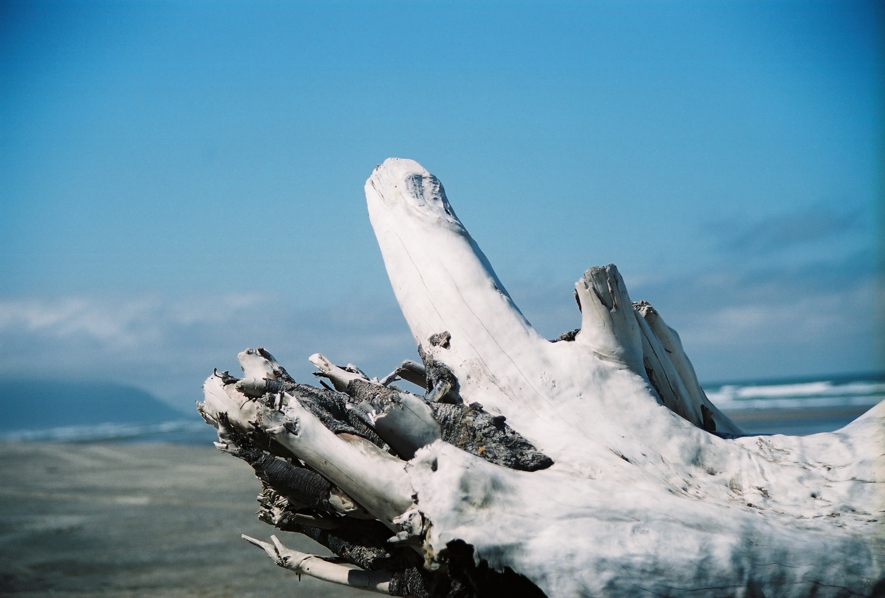 Driftwood