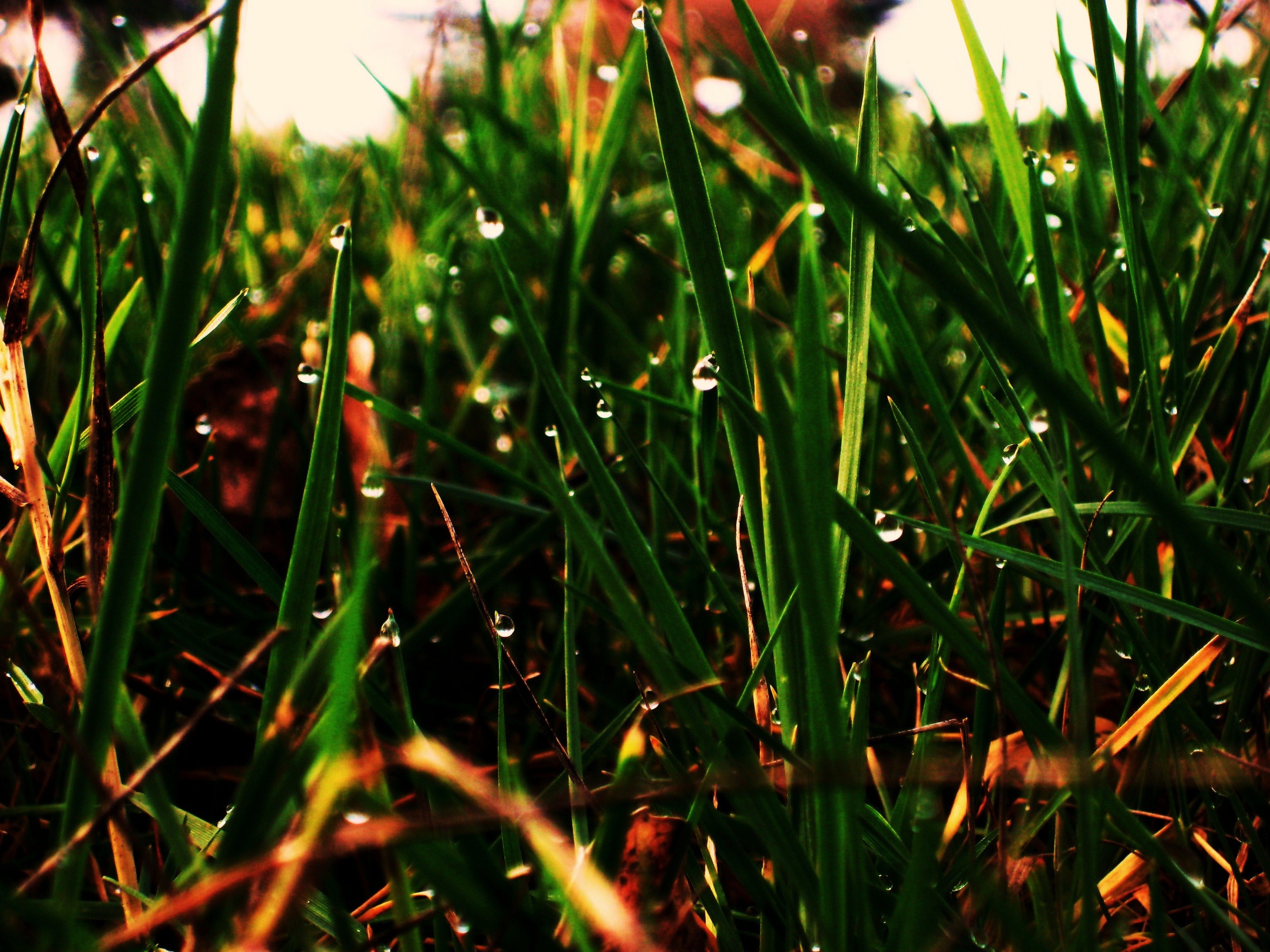 droplets