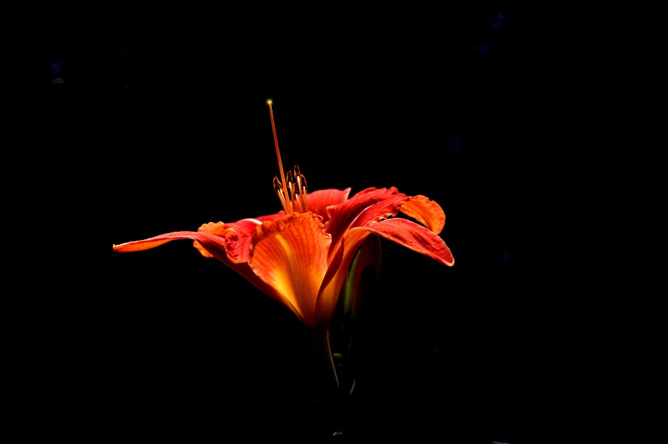 DSC_1495_copy_963X640
