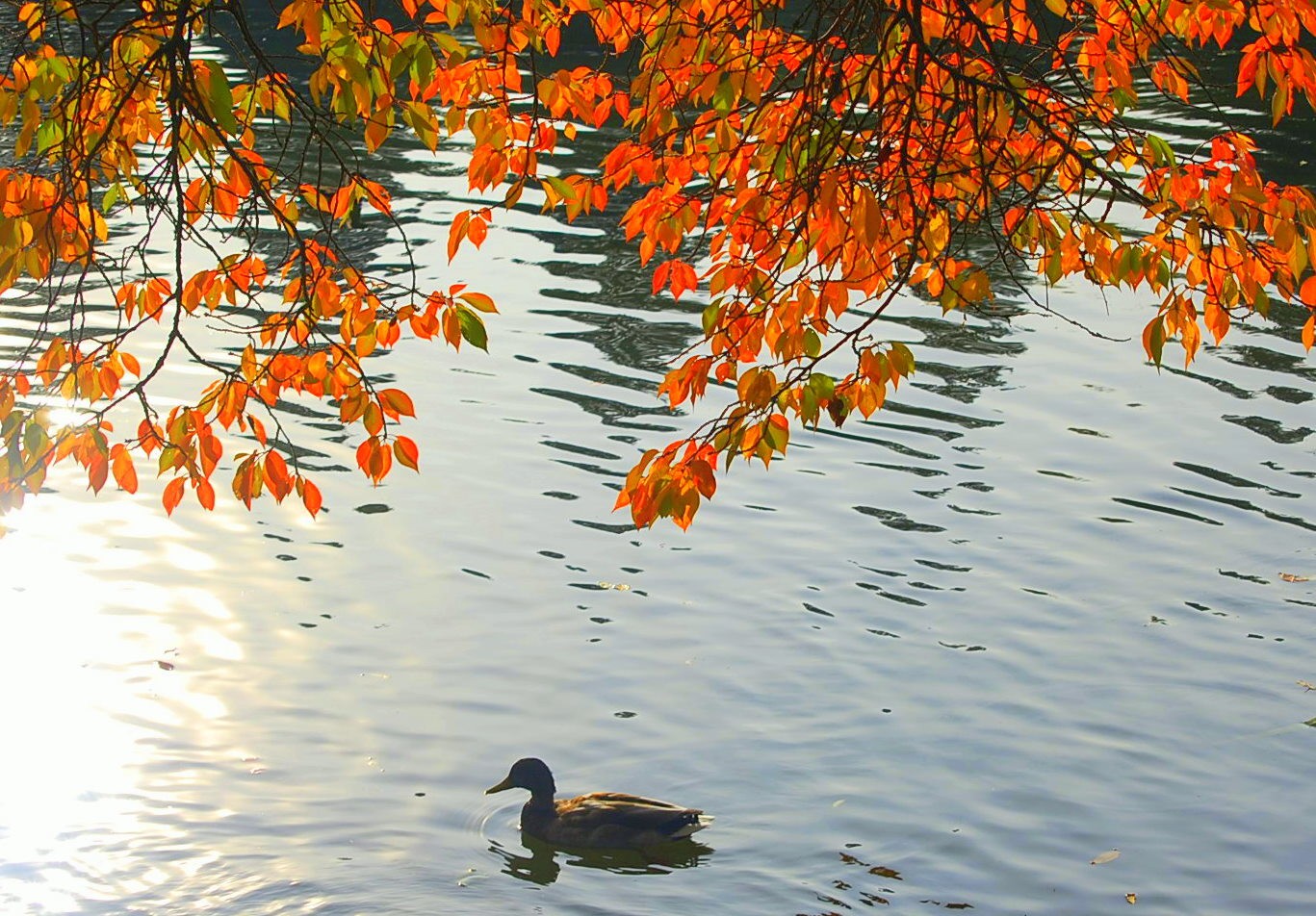 Duck L'Orange
