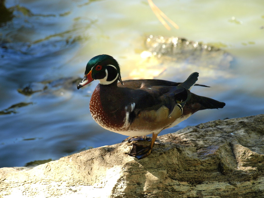 duck