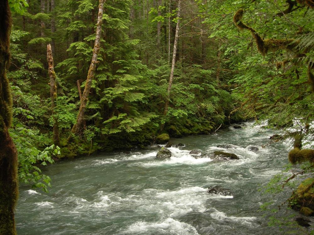 Duckabush River