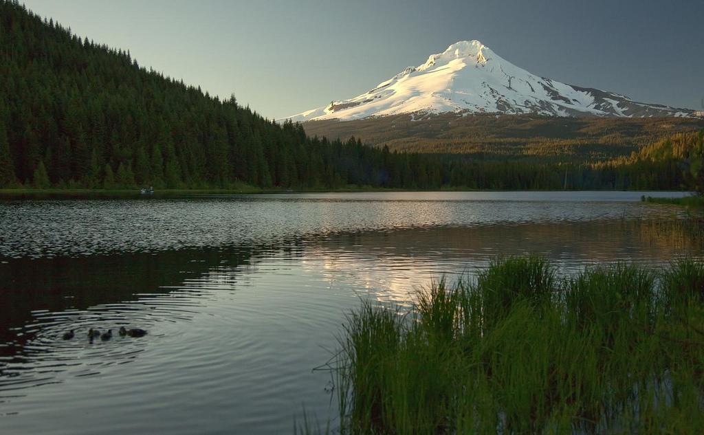 Ducks on the Pond (Trillium Lake)