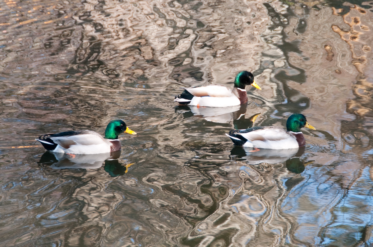 Ducks