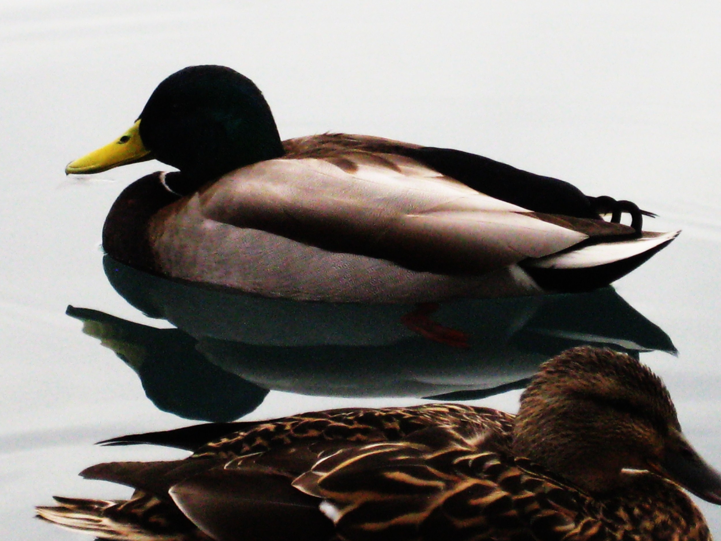 duckyy