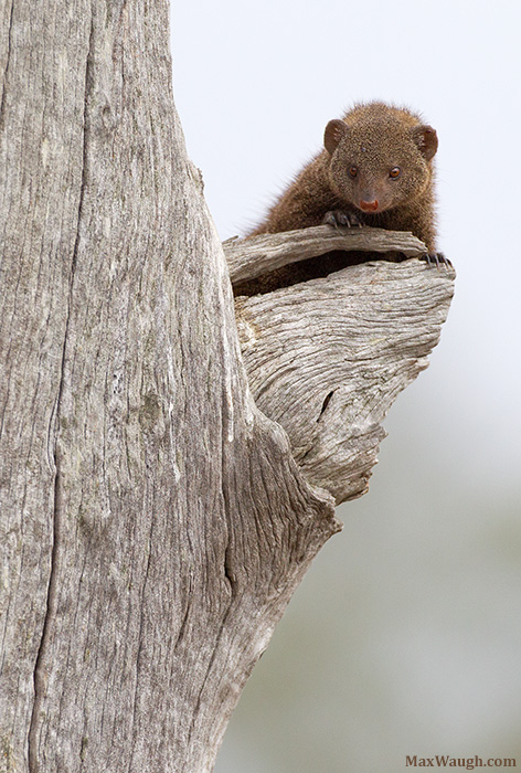 Dwarf Mongoose