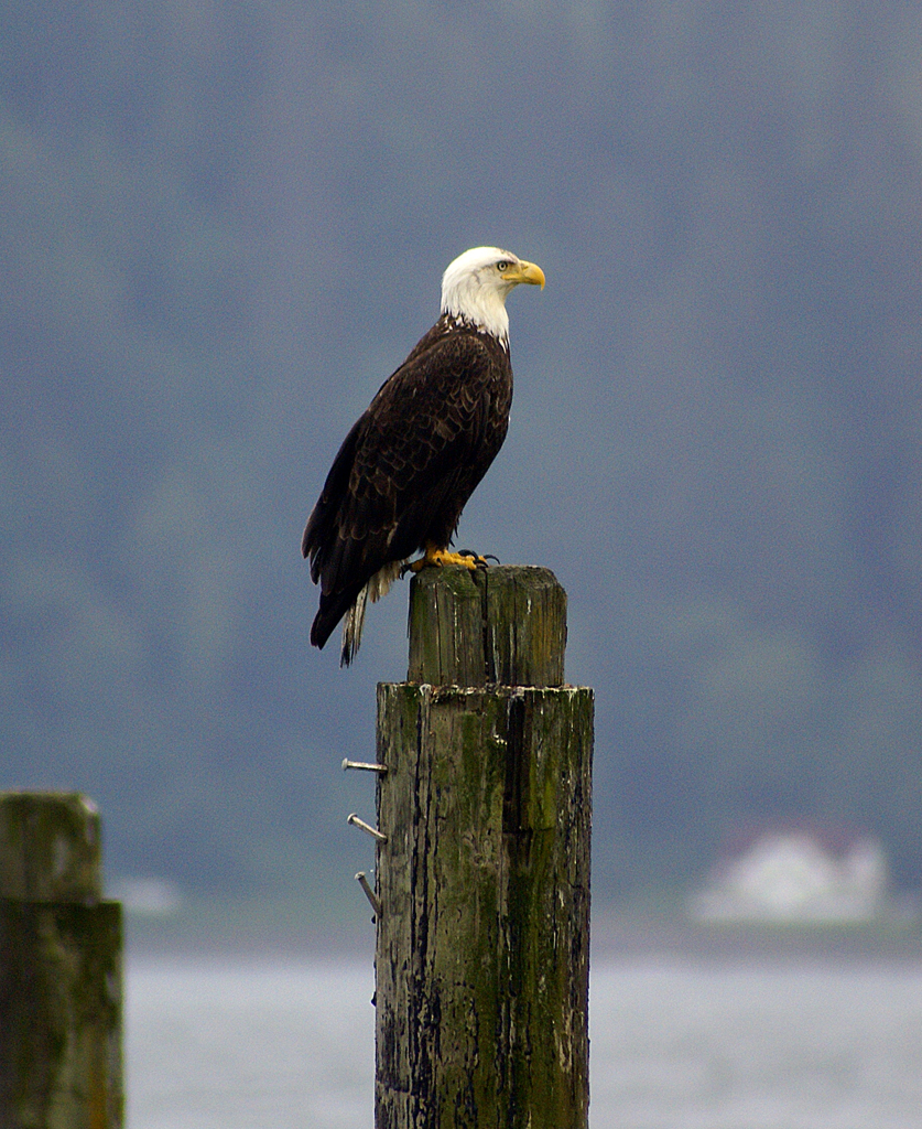 Eagle at Sekiu Marina