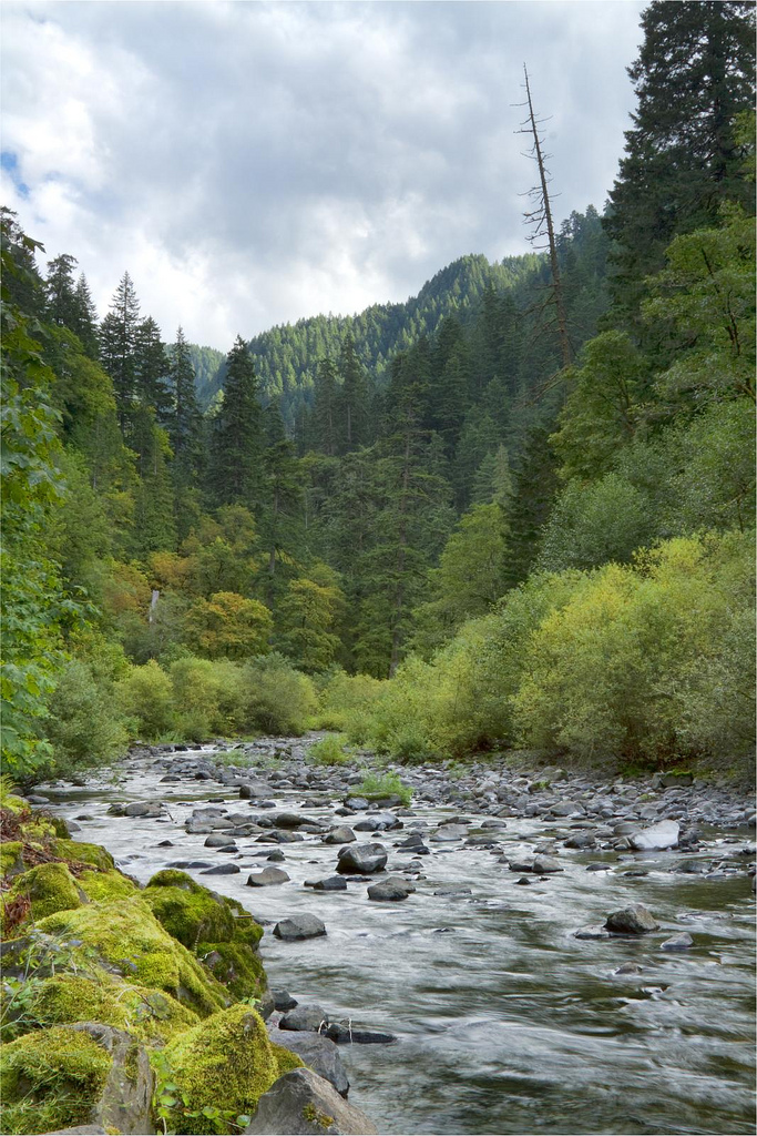 Eagle Creek in the Columbia Gorge