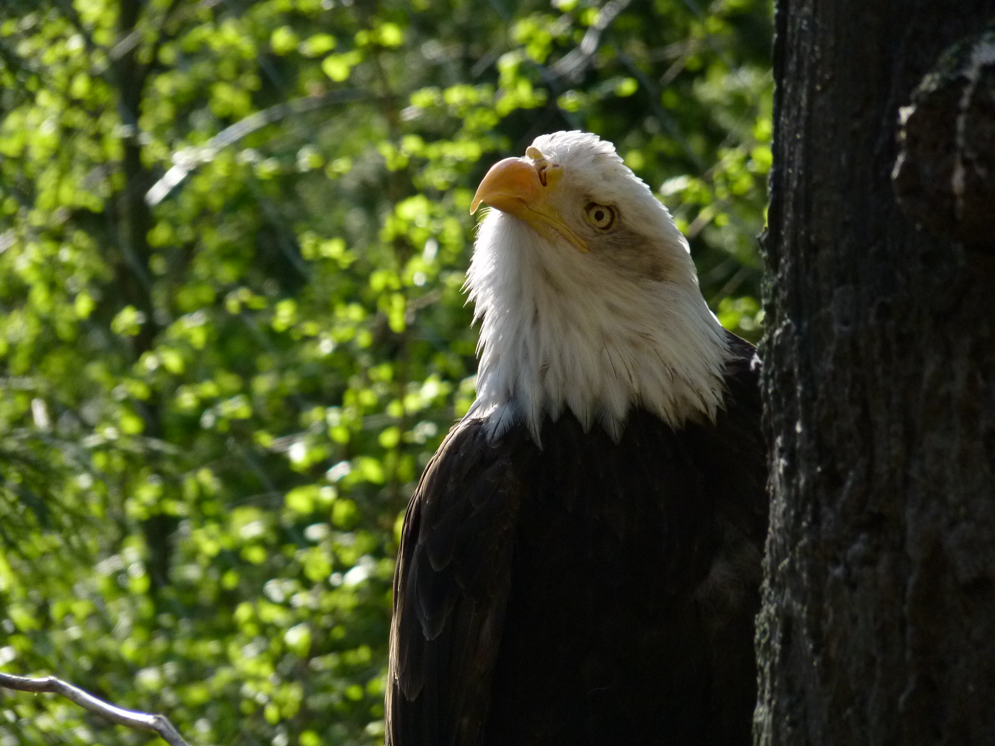 Eagle Eye