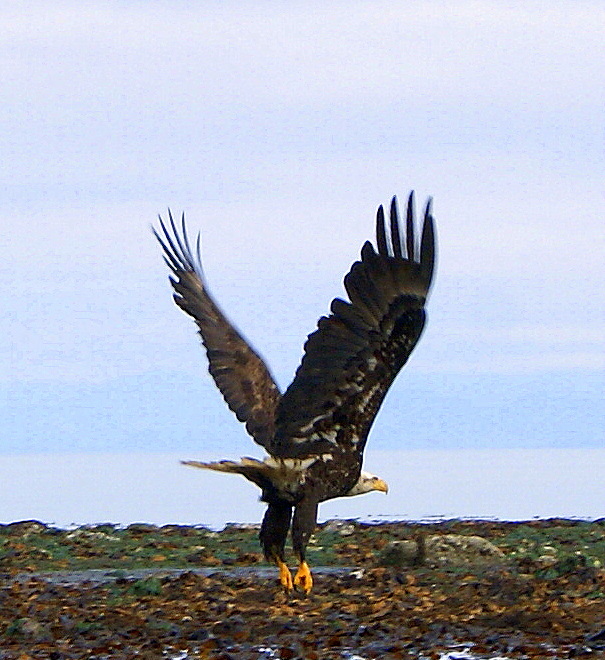 Eagle in Flight