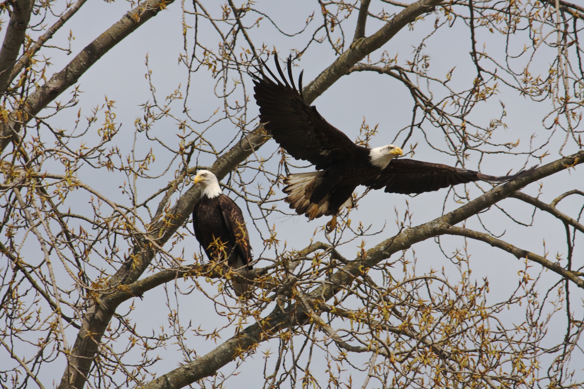 Eagle Pair