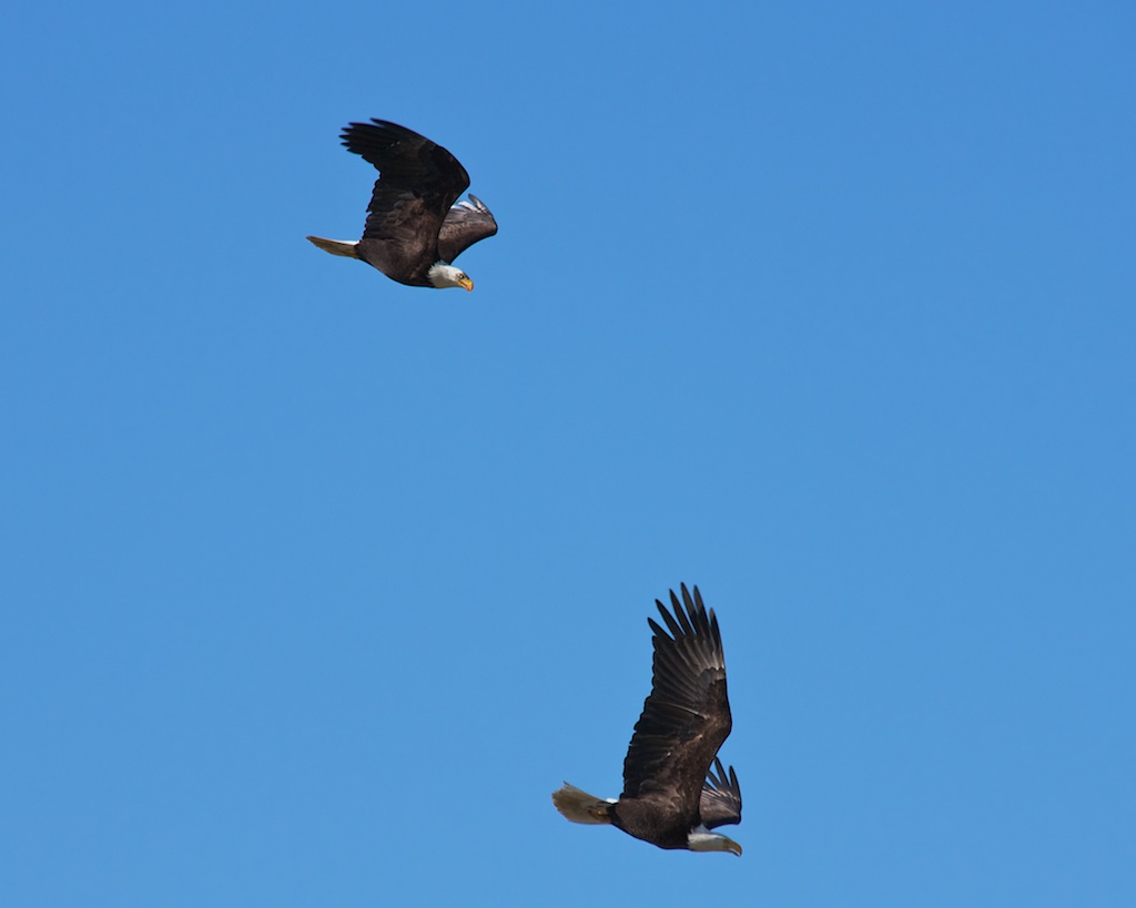 Eagle Pair