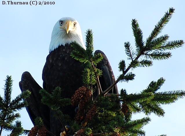 Eagle view # 2