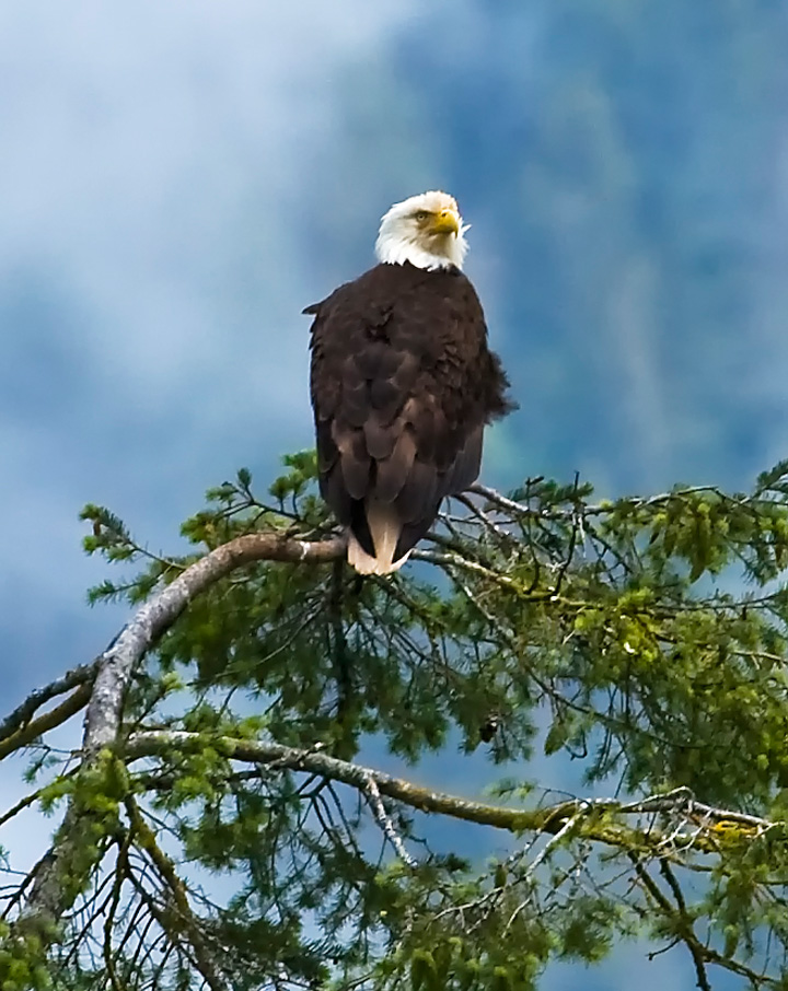 Eagle