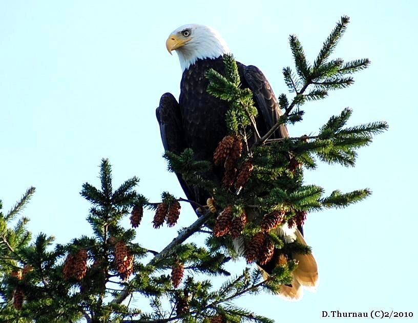 eagle
