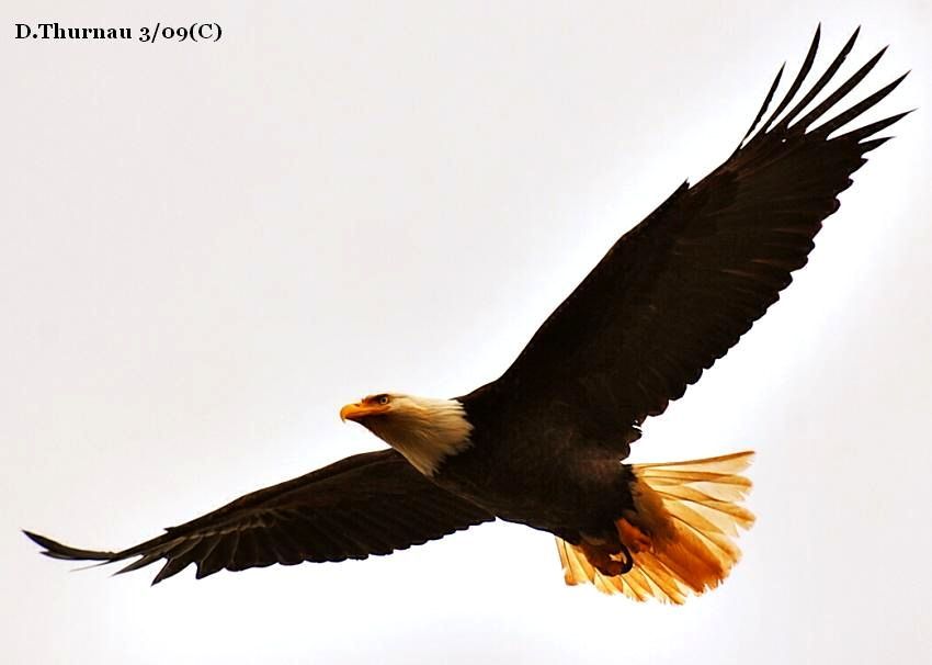eagle