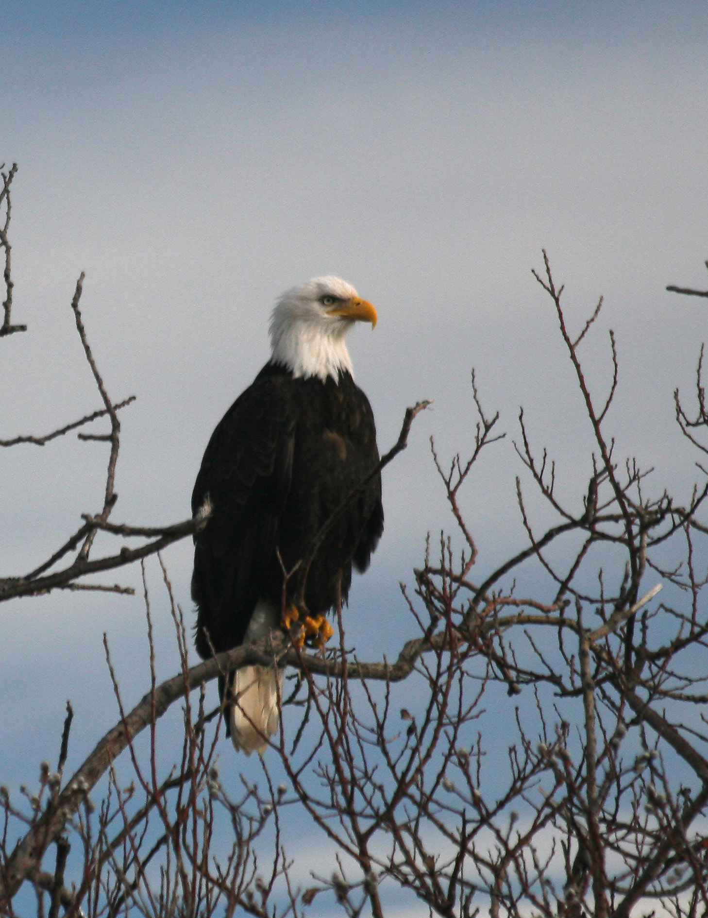 Eagle