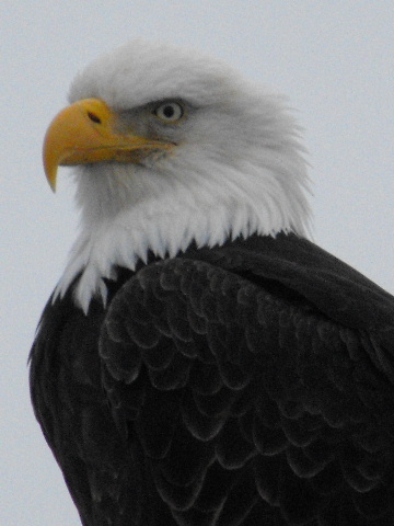 Eagle