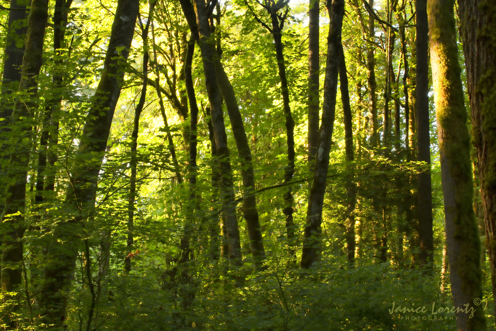 Early Evening Light