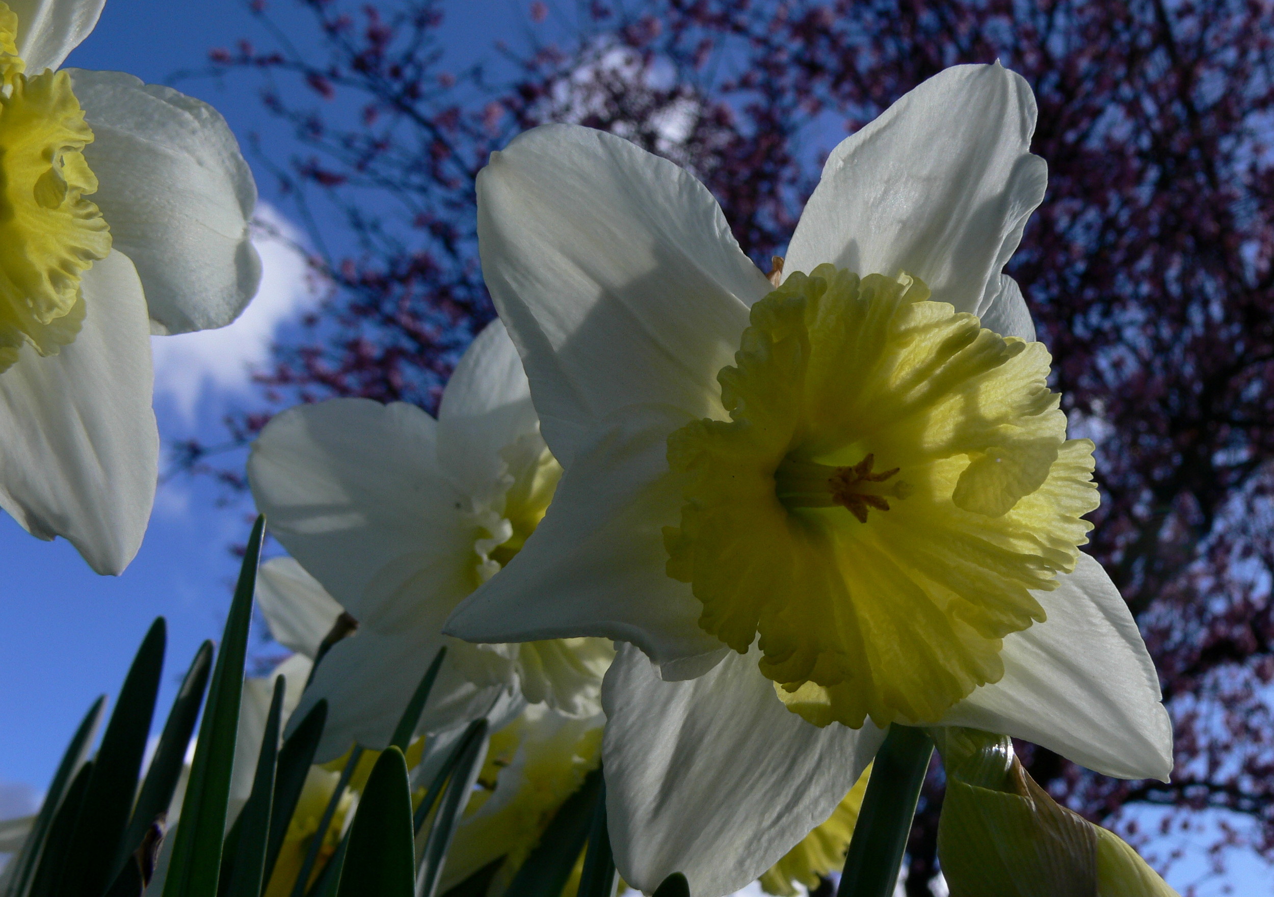 Early spring