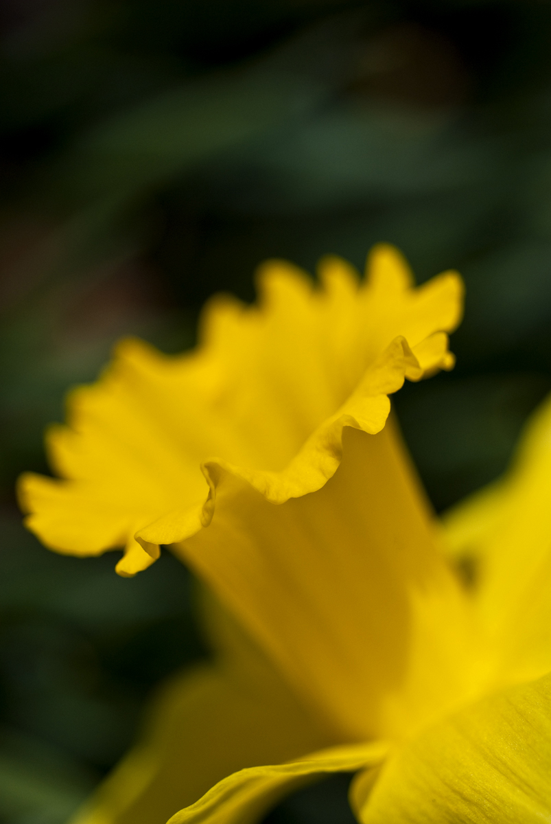Edge of the Daff