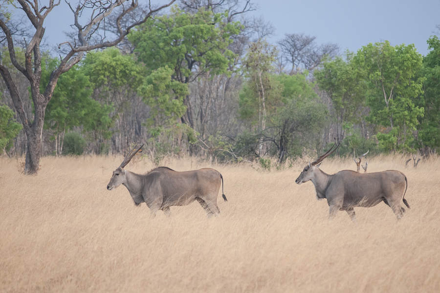 Elands in a sea of grass
