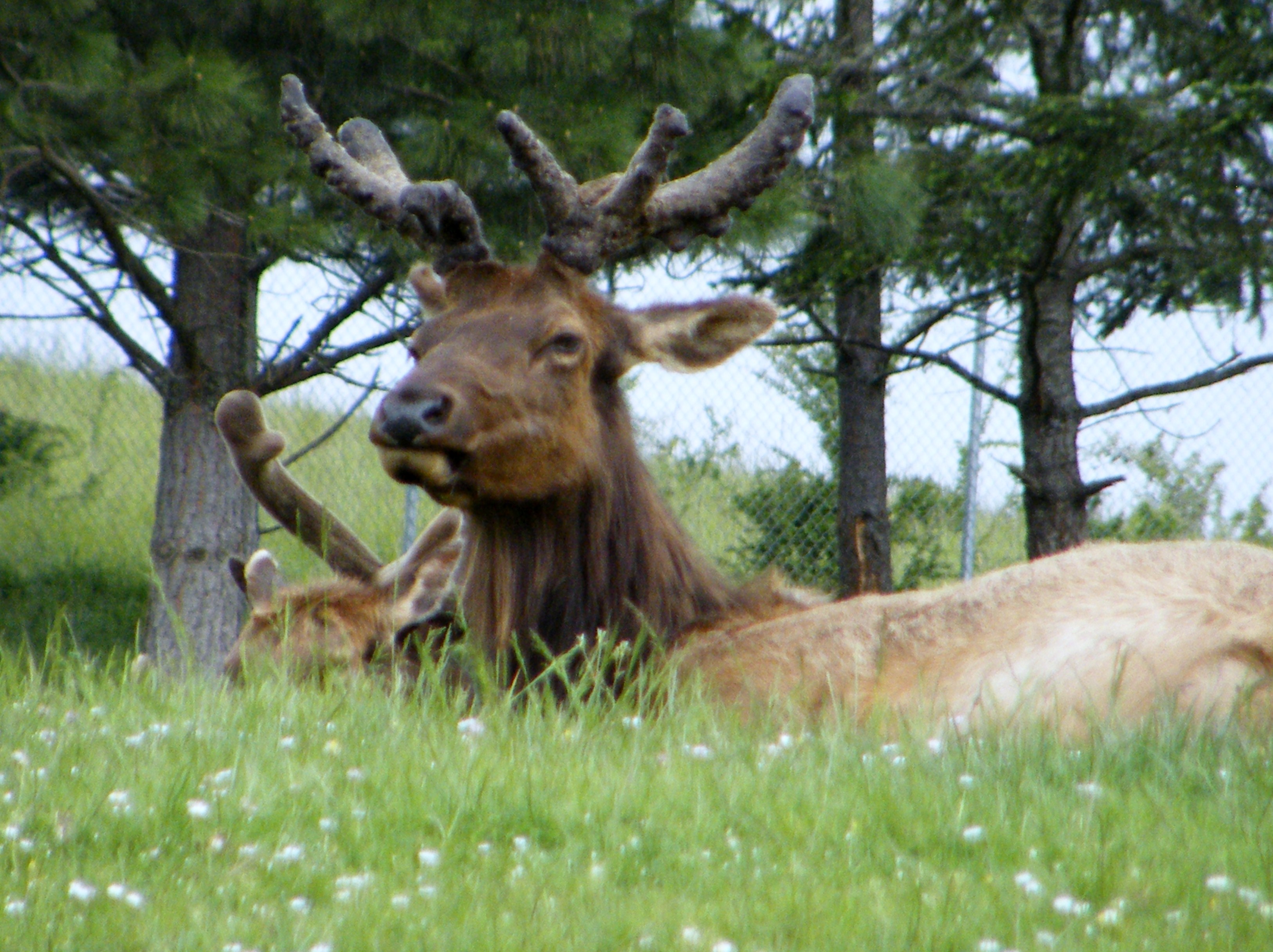 Elk