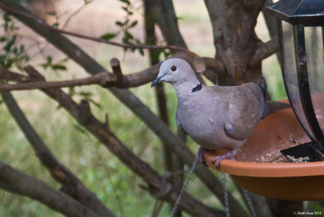 Eurasian Collared-Dove