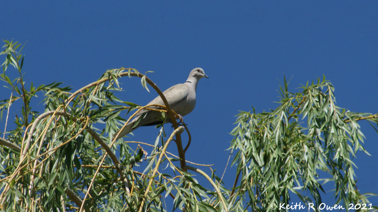 Eurasian Collared-Dove