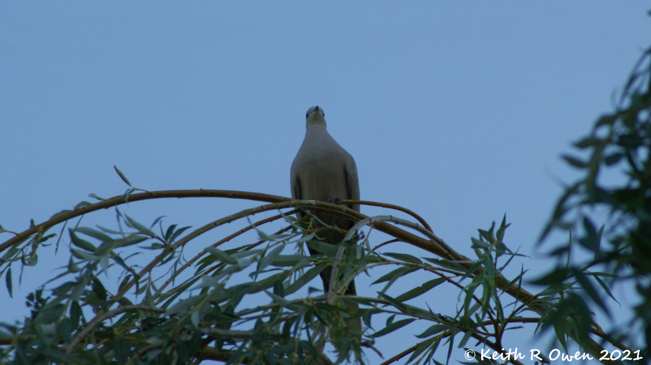 Eurasian Collared-Dove