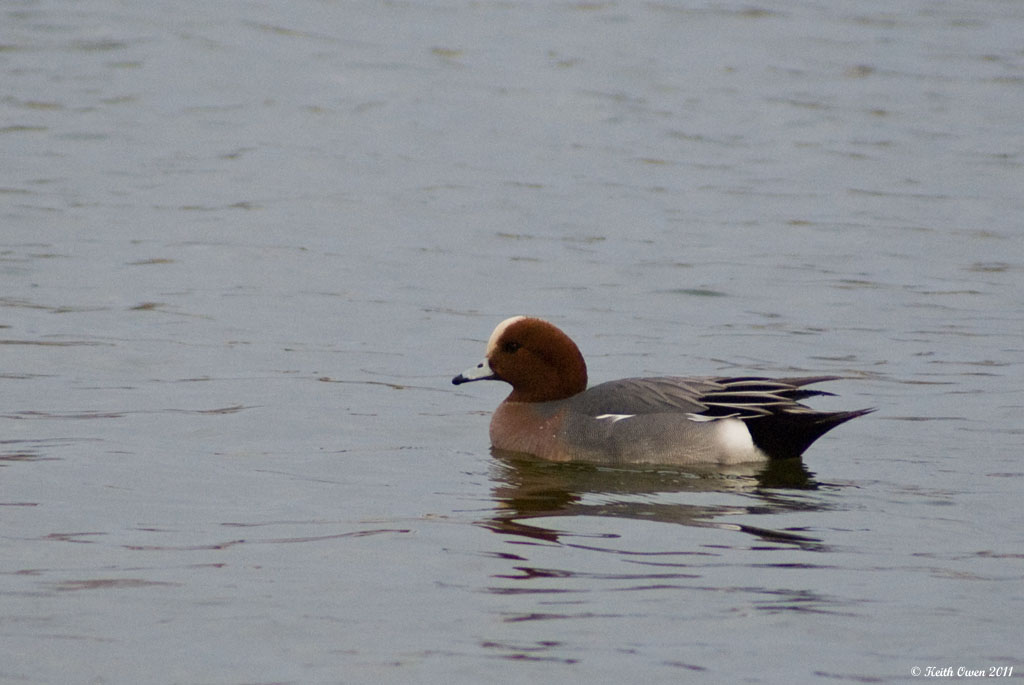 Eurasian Wigeon
