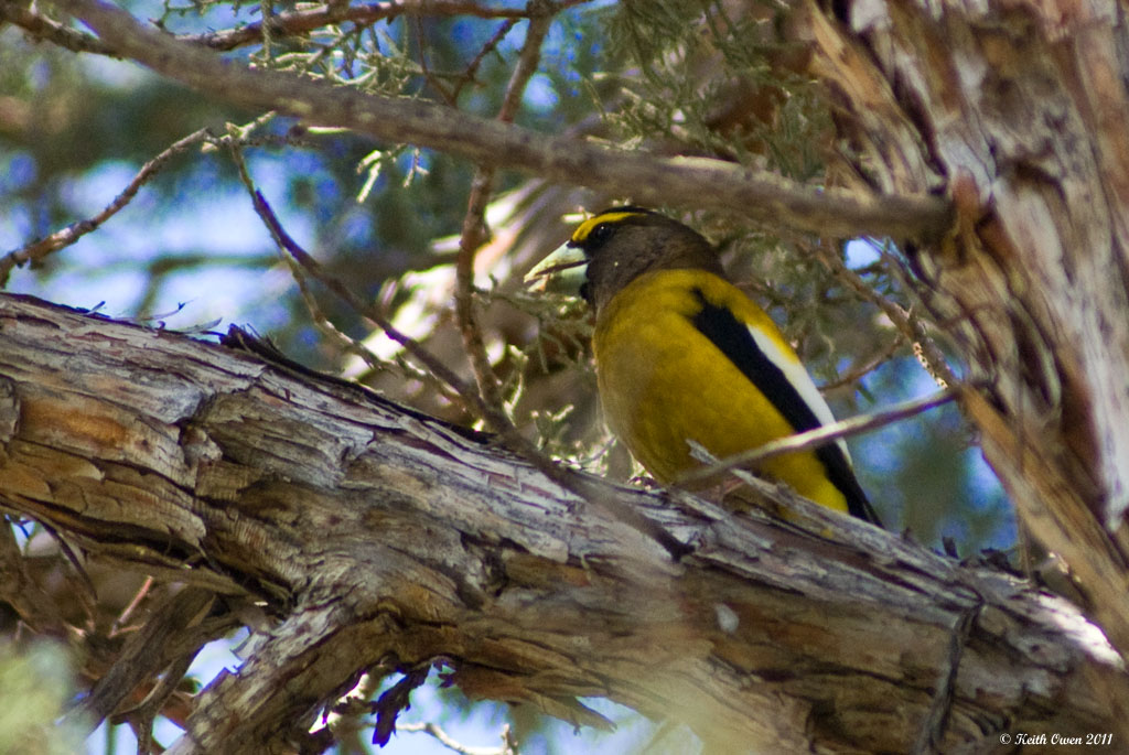 Evening Grosbeak