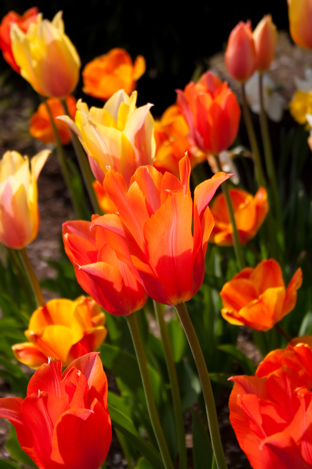 Evening in Spring