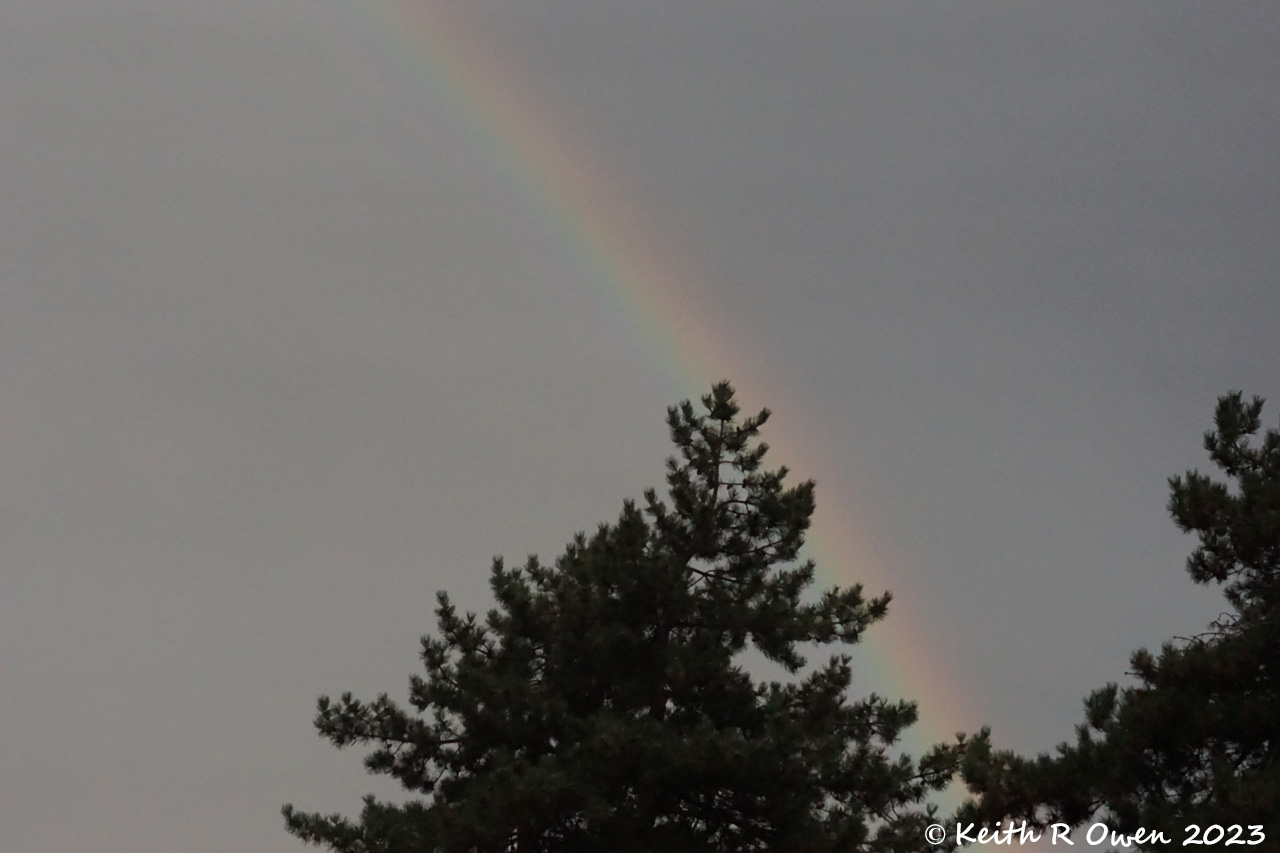 Evening Thunderstorm