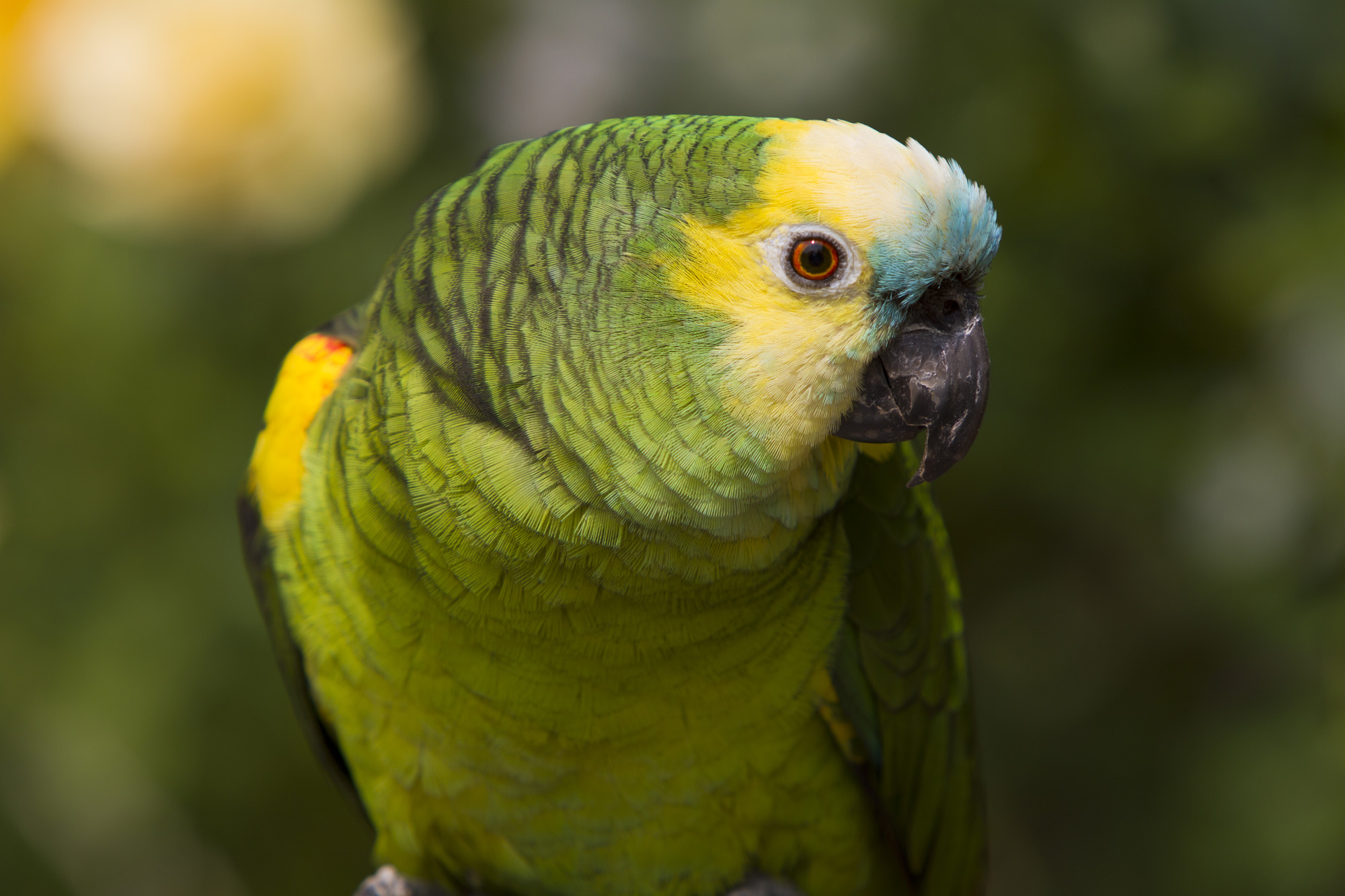 Exotic Birds