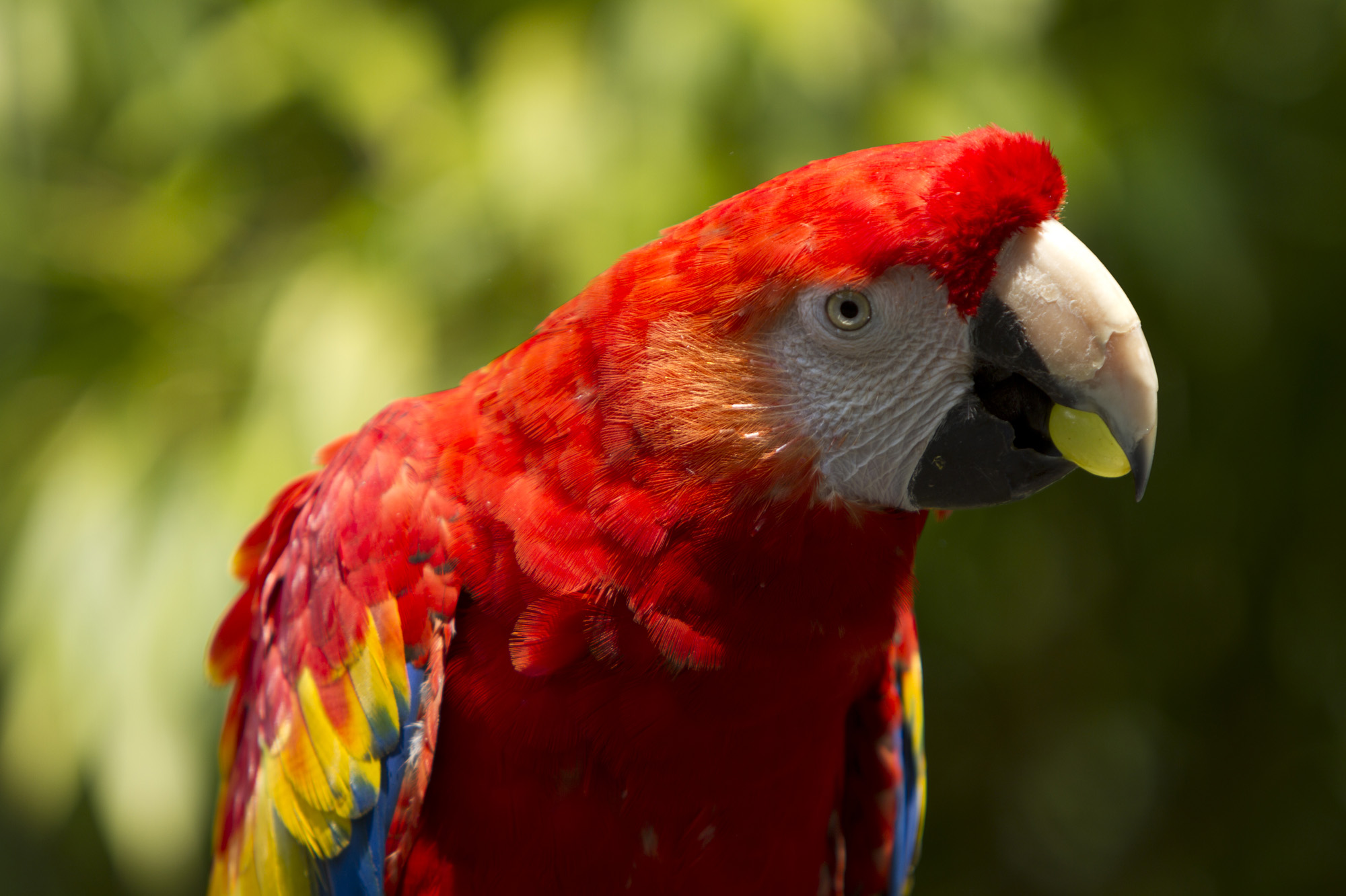 Exotic Birds